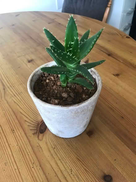 Photo of free Mitre aloe (OX29) #1