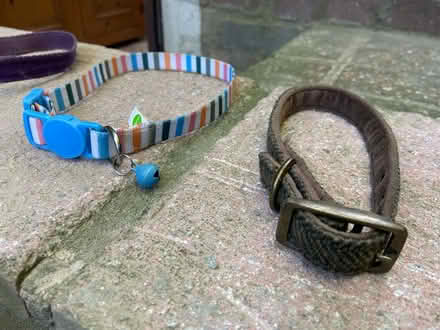 Photo of free Dog / cat collars (small-Medium) (CT19) #3