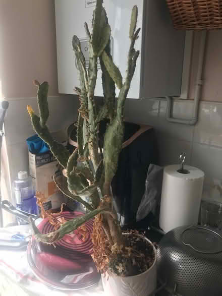 Photo of free Large cactus plant (Selsdon) #1