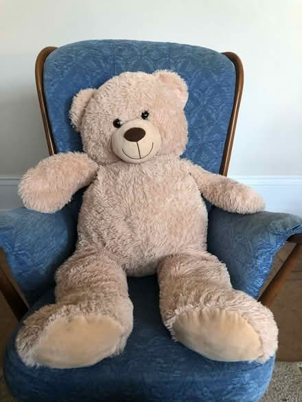Photo of free Very large teddy (Braybrooke Road, Hastings TN34) #1
