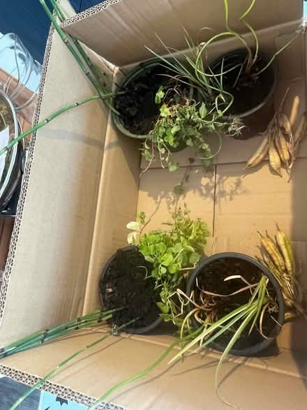 Photo of free Plant bundles x 2 to offer (Hampton Vale, Peterborough) #2