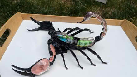 Photo of free Emperor scorpion model (King George's Park: SW18 4) #1