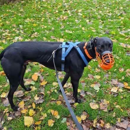 Photo of free Lead, collar, harness for greyhound (Northfield B31) #3