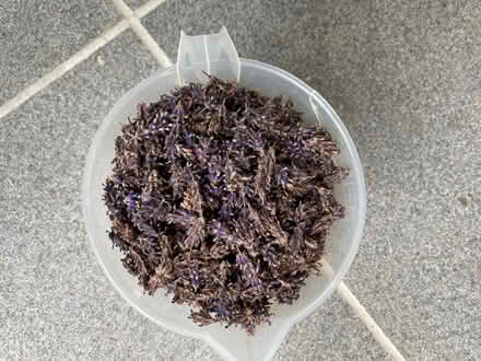 Photo of free Lavender (Prestwood HP16) #2