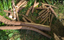 Photo of free Wood (Kennington OX1) #2