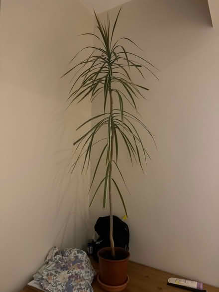 Photo of free House plant (Bexhill TN40) #1