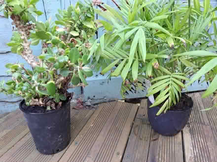 Photo of free 2 x small house plants (south ham basingstoke) #1