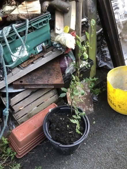 Photo of free Beech saplings (Kirkstall LS5) #1