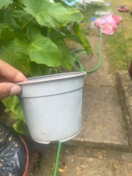 Photo of free Plant pots (Addiscombe CR0) #3