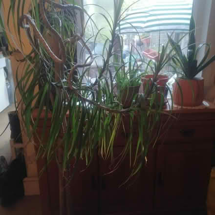 Photo of free Dracaena Tree (Leicester) #1