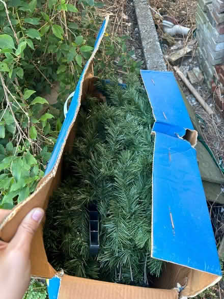 Photo of free Christmas Tree, 6ft Aspen Pine (N14 4QN) #2