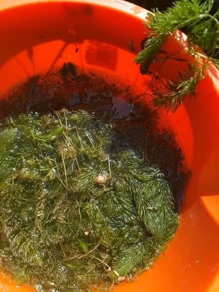 Photo of free Oxygenating pond plants (Longsight M18) #1