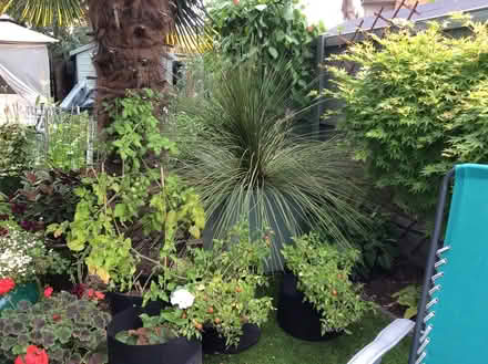 Photo of free mexican grass tree (Blackheath, SE3) #1