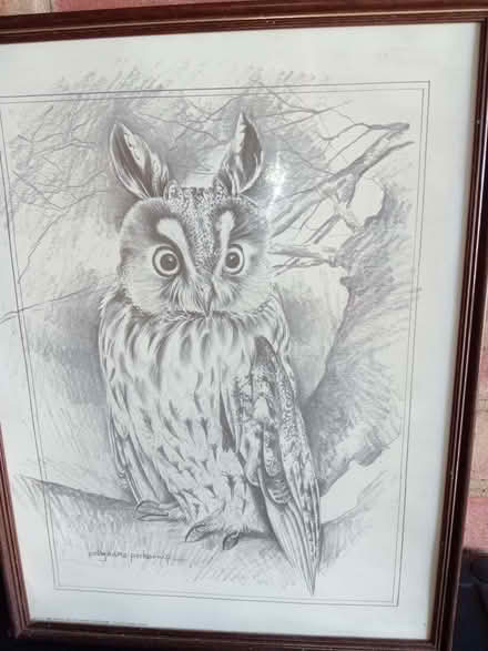 Photo of free Pollyanna Pickering Owl picture with certificate (Eastbourne BN21) #1