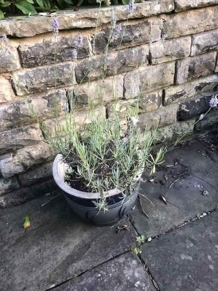 Photo of free Rosemary plant in pot (Kirkstall LS5) #1