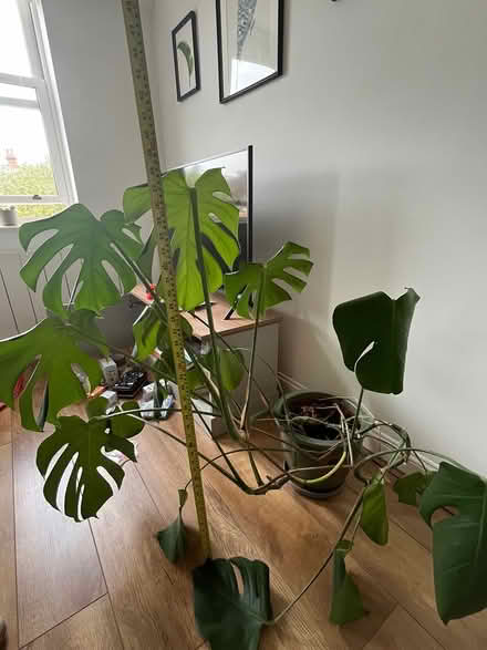 Photo of free Cheese plant and pot (St Albans AL1) #2