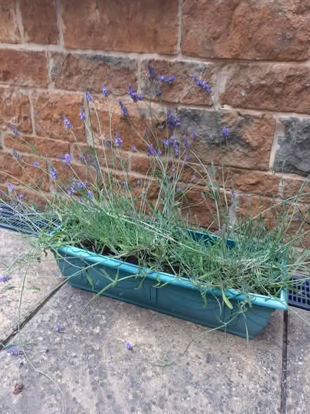 Photo of free Lavender (Bloxham OX15) #1