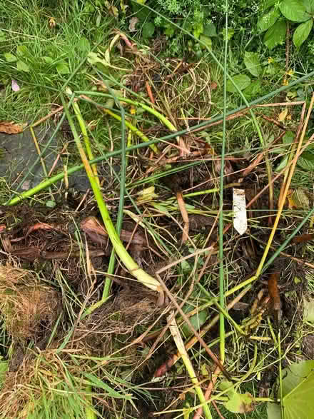 Photo of free Wild life Pond plants (Portinscale Keswick CA12) #1