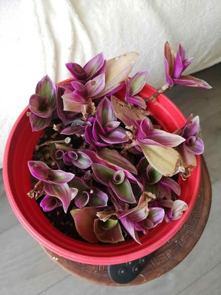 Photo of free House plant (Norbury SW16) #2