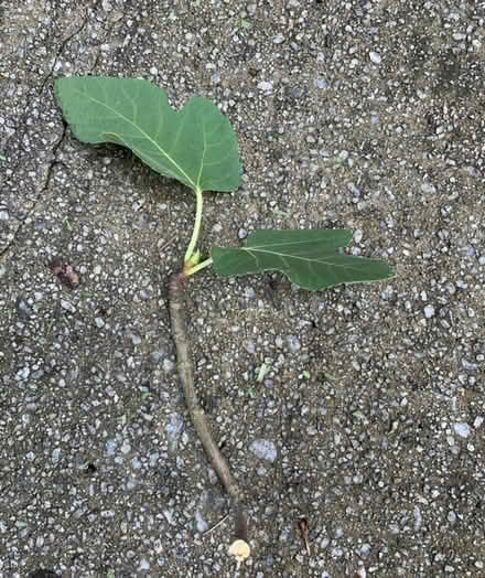 Photo of Fig tree cuttings (High Wycombe) #1