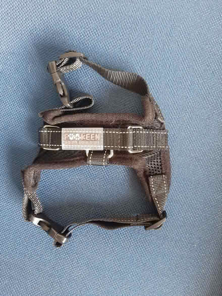 Photo of free Harness for small dog (or big cat) (Divinity Road OX4) #1