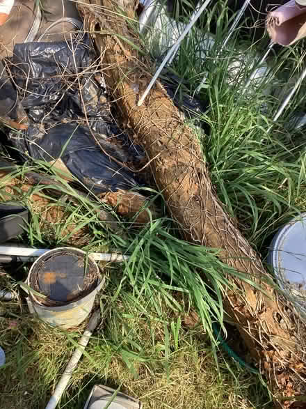 Photo of free Dried wood trunks (Sands HP12) #2