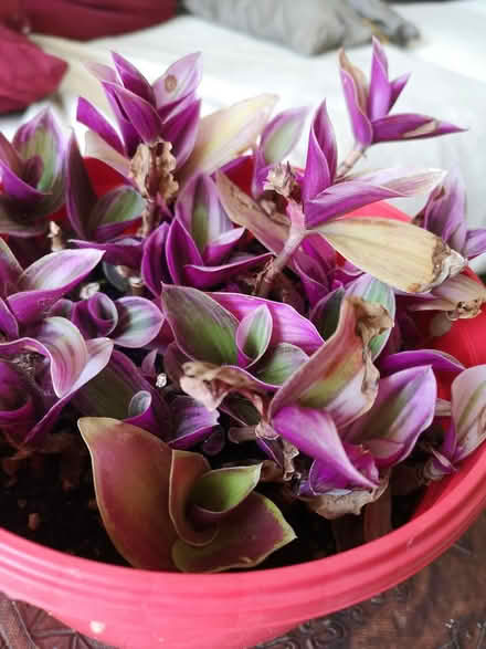 Photo of free House plant (Norbury SW16) #1