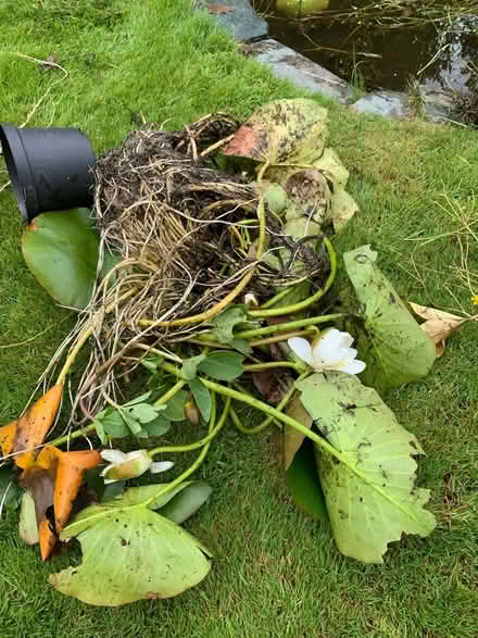 Photo of free Wild life Pond plants (Portinscale Keswick CA12) #2