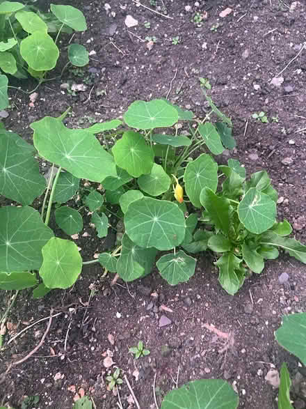 Photo of free Monk’s cress plant (OL2 Royton Oldham) #2