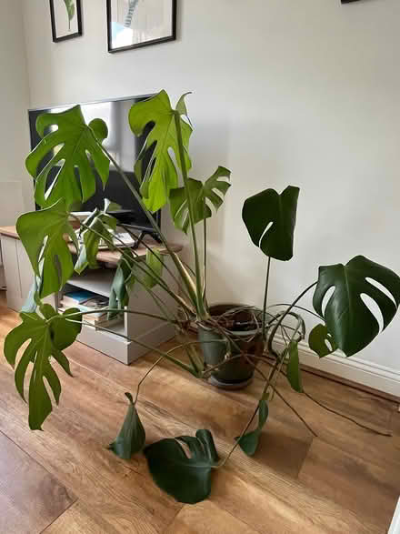 Photo of free Cheese plant and pot (St Albans AL1) #1