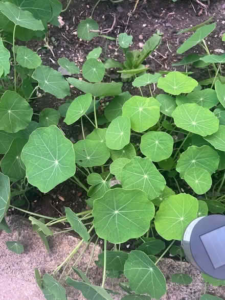 Photo of free Monk’s cress plant (OL2 Royton Oldham) #1