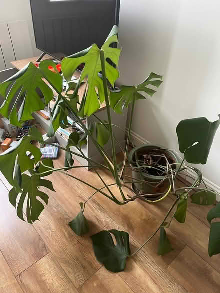 Photo of free Cheese plant and pot (St Albans AL1) #3