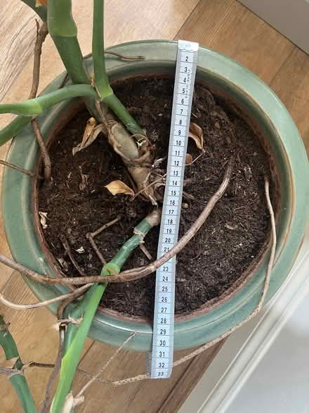 Photo of free Cheese plant and pot (St Albans AL1) #4