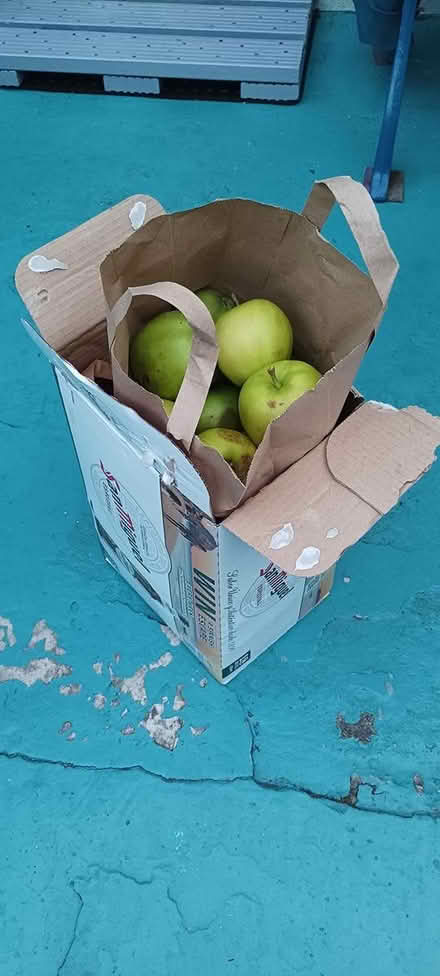 Photo of free Windfall apples (RG2 south Reading) #1