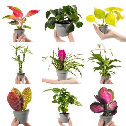 Photo of House plants (NR5) #1