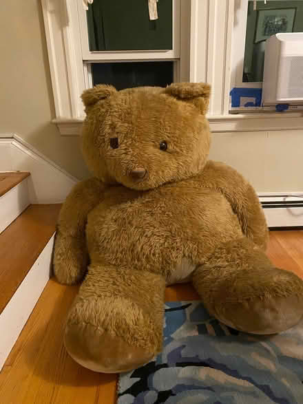 Photo of free Lovable large Teddy (Waltham near Belmont line) #1