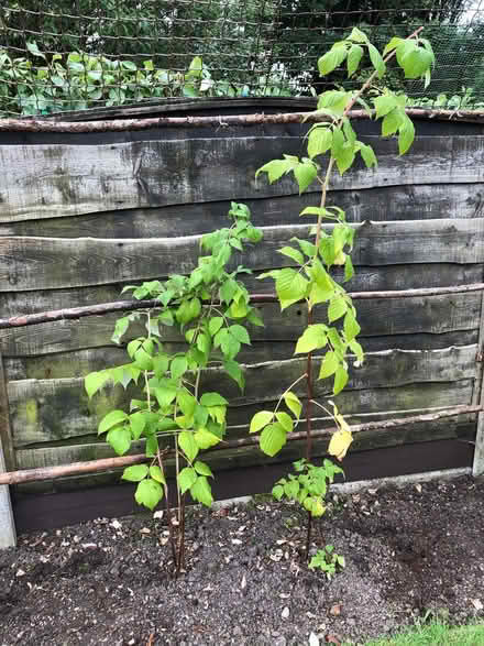 Photo of free Raspberry canes (Cheadle Hulme SK8) #3