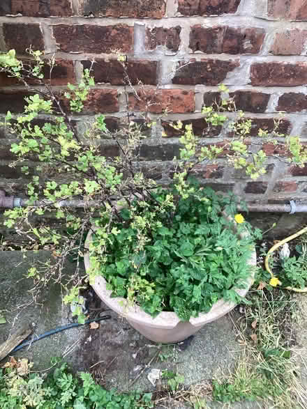 Photo of free Gooseberry bush (Liverpool L13) #1
