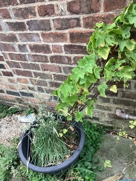 Photo of free Blackberry Bush (Liverpool L13) #1