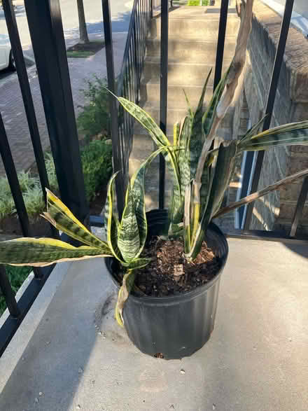 Photo of free Snake plant (Wheaton, MD) #1