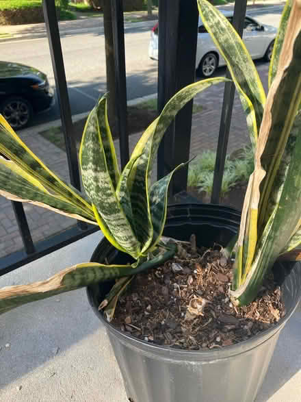 Photo of free Snake plant (Wheaton, MD) #2