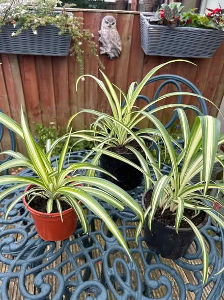 Photo of free Spider plants (Bromborough, CH62) #1