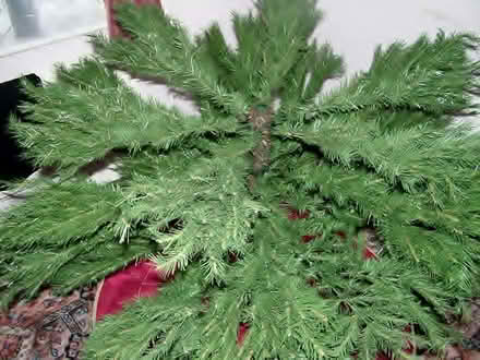 Photo of free Real-Look 6’0” Christmas Tree (Crowthorne RG45) #2