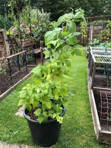 Photo of free Raspberry canes (Cheadle Hulme SK8) #2