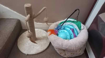 Photo of free Cat bundle (EH16, the inch) #1