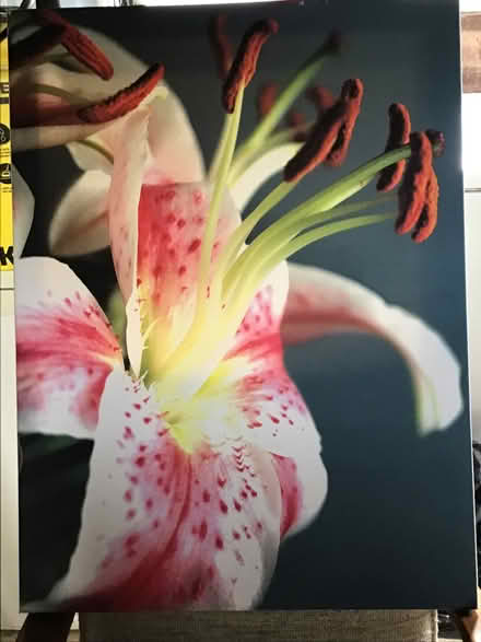 Photo of free Large lily framed photo picture (Presteigne LD8) #1