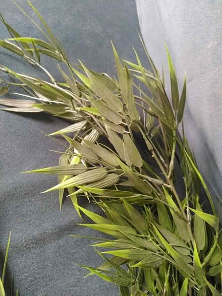 Photo of free Plastic plants (Tooting, SW17) #3