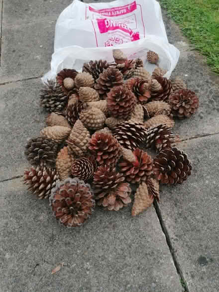 Photo of free Pine Cones (Bushey Mill WD23) #1