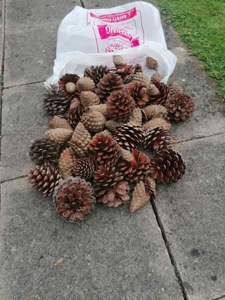 Photo of free Pine cones (Bushey Mill WD23) #1