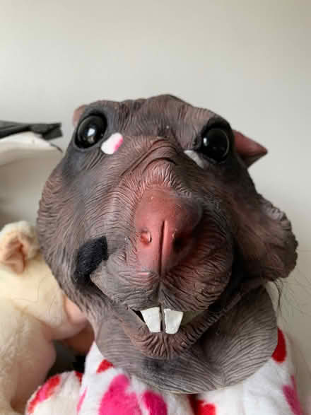 Photo of free Master Splinter adult mask (Far Bletchley MK3) #2